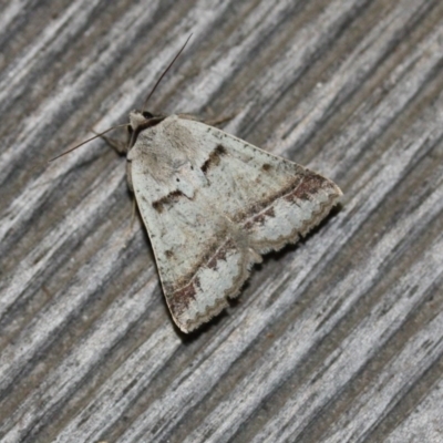 Pantydia sparsa (Noctuid Moth) at Tathra Public School - 10 Oct 2013 by KerryVance