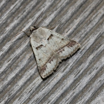 Pantydia sparsa (Noctuid Moth) at Tathra Public School - 9 Oct 2013 by KerryVance