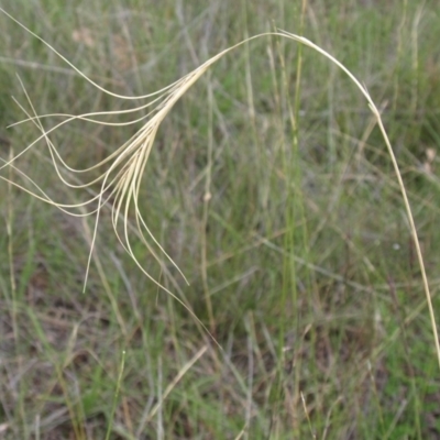 Anthosachne scabra (Common Wheat-grass) at Kambah, ACT - 9 Mar 2010 by MatthewFrawley
