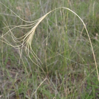 Anthosachne scabra (Common Wheat-grass) at Kambah, ACT - 10 Mar 2010 by MatthewFrawley