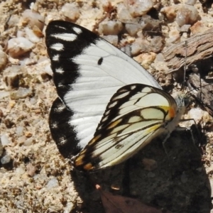 Belenois java at Paddys River, ACT - 3 Nov 2016