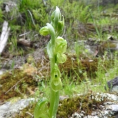 Hymenochilus muticus (Midget Greenhood) - 1 Jan 1900 by ArcherCallaway