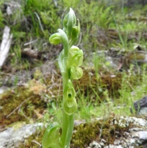 Hymenochilus muticus at Burrinjuck, NSW - suppressed