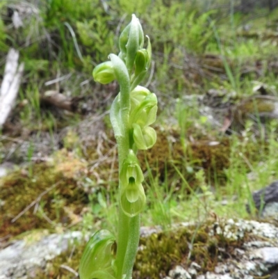 Hymenochilus muticus (Midget Greenhood) - 1 Jan 1900 by ArcherCallaway