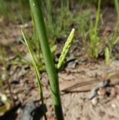 Microtis sp. (Onion Orchid) at Point 3852 - 3 Nov 2016 by CathB