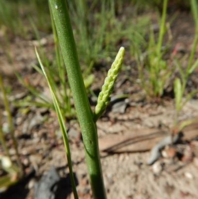 Microtis sp. (Onion Orchid) at Aranda, ACT - 3 Nov 2016 by CathB