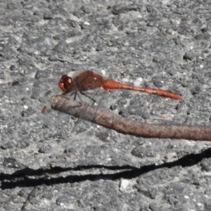 Diplacodes bipunctata at Paddys River, ACT - 3 Nov 2016