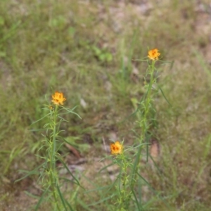 Xerochrysum viscosum at Bruce, ACT - 30 Oct 2016