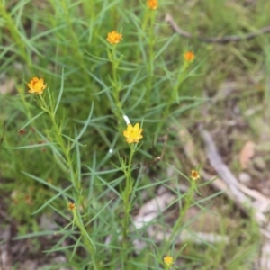 Xerochrysum viscosum at Bruce, ACT - 30 Oct 2016