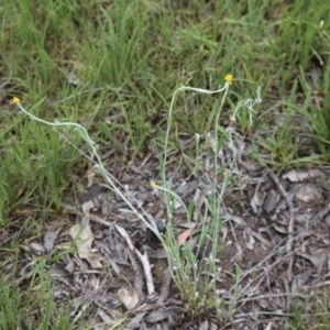 Chrysocephalum apiculatum at Bruce, ACT - 30 Oct 2016 11:40 AM