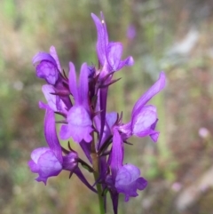 Linaria pelisseriana (Pelisser's Toadflax) at Bruce, ACT - 30 Oct 2016 by ibaird