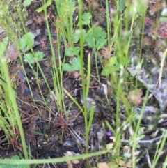 Linaria pelisseriana at Bruce, ACT - 30 Oct 2016 09:55 AM