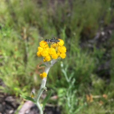 Eleale simplex (Clerid beetle) at Bruce Ridge to Gossan Hill - 29 Oct 2016 by ibaird