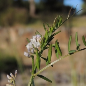 Vicia disperma at Conder, ACT - 3 Nov 2016