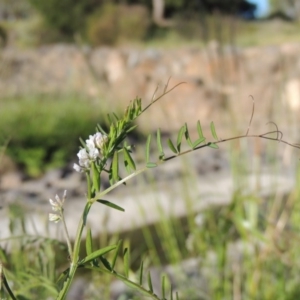 Vicia disperma at Conder, ACT - 3 Nov 2016