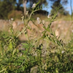 Vicia disperma at Conder, ACT - 3 Nov 2016