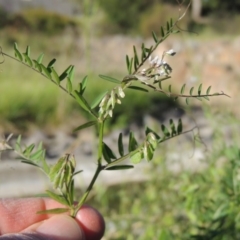 Vicia disperma at Conder, ACT - 3 Nov 2016