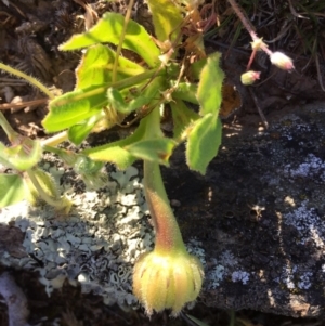 Leontodon rhagadioloides at Googong, NSW - 4 Nov 2016 09:22 AM