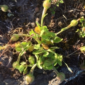 Leontodon rhagadioloides at Googong, NSW - 4 Nov 2016 09:22 AM