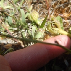 Leontodon rhagadioloides at Googong, NSW - 4 Nov 2016 09:22 AM