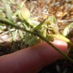 Leontodon rhagadioloides at Googong, NSW - 4 Nov 2016 09:22 AM