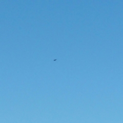 Aquila audax (Wedge-tailed Eagle) at Molonglo Valley, ACT - 4 Jan 2016 by RichardMilner