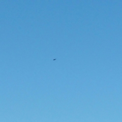 Aquila audax (Wedge-tailed Eagle) at Molonglo Valley, ACT - 4 Jan 2016 by RichardMilner