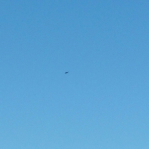 Aquila audax at Molonglo Valley, ACT - 4 Jan 2016 10:21 AM