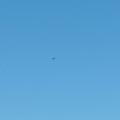 Aquila audax (Wedge-tailed Eagle) at Molonglo Valley, ACT - 4 Jan 2016 by RichardMilner