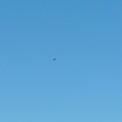 Aquila audax (Wedge-tailed Eagle) at Molonglo Valley, ACT - 4 Jan 2016 by RichardMilner