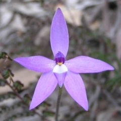 Glossodia major (Wax Lip Orchid) at Kambah, ACT - 30 Sep 2010 by MatthewFrawley