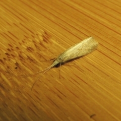 Cheumatopsyche sp. (genus) (A net-spinning caddisfly) at Greenway, ACT - 2 Nov 2016 by michaelb