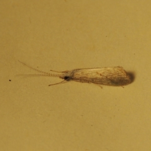 Cheumatopsyche sp. (genus) at Greenway, ACT - 2 Nov 2016