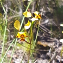 Diuris nigromontana at Point 4598 - suppressed