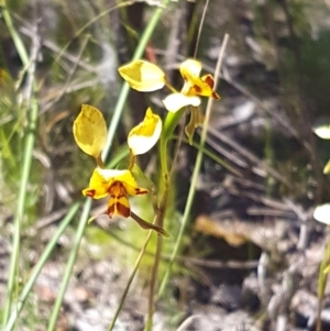 Diuris nigromontana at Point 4598 - suppressed