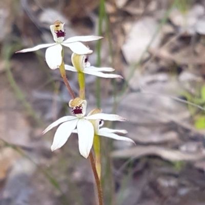 Caladenia cucullata (Lemon Caps) at Molonglo Valley, ACT - 3 Nov 2016 by Sheridan.maher