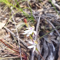 Caladenia moschata (Musky Caps) at Florey, ACT - 3 Nov 2016 by Sheridan.maher