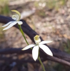 Caladenia moschata at Florey, ACT - 3 Nov 2016