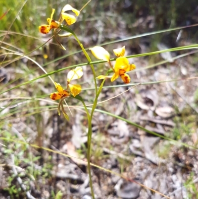 Diuris nigromontana (Black Mountain Leopard Orchid) at Molonglo Valley, ACT - 3 Nov 2016 by Sheridan.maher
