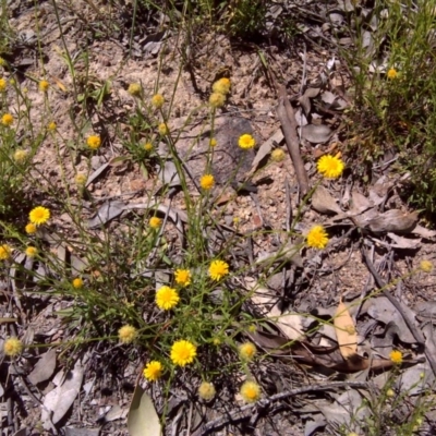 Calotis lappulacea (Yellow Burr Daisy) at Mount Mugga Mugga - 4 Nov 2016 by Mike