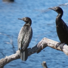 Phalacrocorax sulcirostris (Little Black Cormorant) at Gungahlin, ACT - 3 Nov 2016 by CedricBear