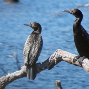 Phalacrocorax sulcirostris at Gungahlin, ACT - 4 Nov 2016 09:47 AM