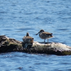 Malacorhynchus membranaceus (Pink-eared Duck) at Gungahlin, ACT - 4 Nov 2016 by CedricBear