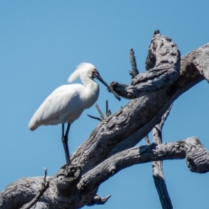 Platalea regia at Gungahlin, ACT - 4 Nov 2016