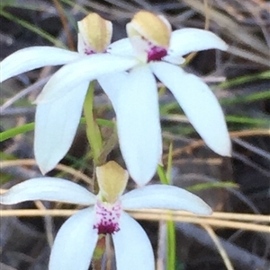 Caladenia cucullata at Point 26 - 2 Nov 2016