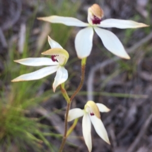 Caladenia cucullata at Point 26 - 2 Nov 2016