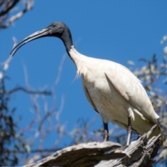 Threskiornis molucca (Australian White Ibis) at Gungahlin, ACT - 4 Nov 2016 by CedricBear