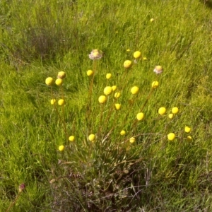 Craspedia variabilis at Jerrabomberra, ACT - suppressed