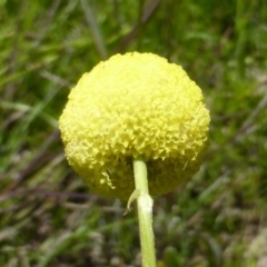 Craspedia variabilis at Jerrabomberra, ACT - 3 Nov 2016