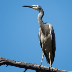 Egretta novaehollandiae (White-faced Heron) at Gungahlin, ACT - 3 Nov 2016 by CedricBear